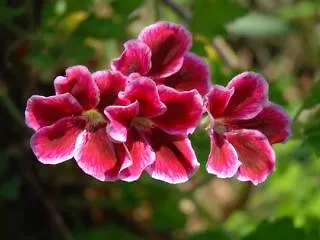 Acapulco Marinos Apartments- Adults Only Aparthotel